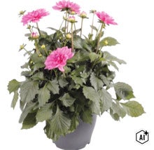 Jiřina FloraSelf Dahlia hybrid květináč Ø 23 cm 1 ks, různé druhy (Image AI modified or generated)