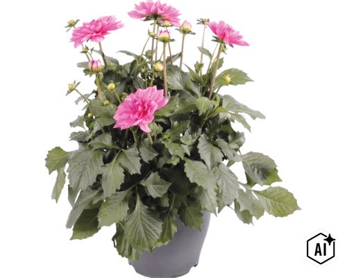 Jiřina FloraSelf Dahlia hybrid květináč Ø 23 cm 1 ks, různé druhy (Image AI modified or generated)