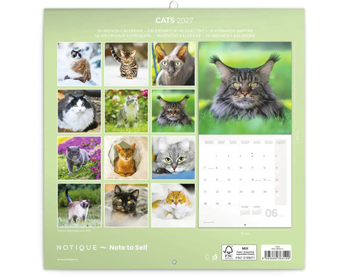 Nástěnný kalendář Cats 2027 se 16 měsíci, zobrazující různá plemena koček v odlišných prostředích, formát 30 na 60 centimetrů, certifikováno FSC.
