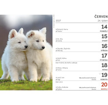 List nástěnného kalendáře pro červen 2027 s fotografií dvou štěňat bílého ovčáka na trávě.