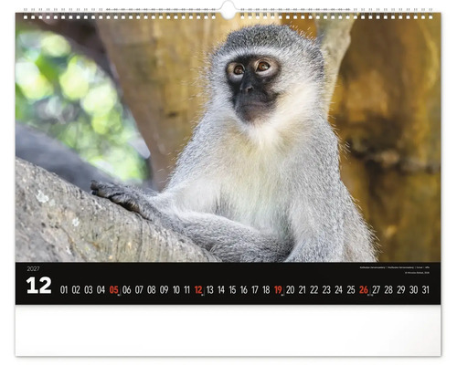 List nástěnného kalendáře na prosinec 2027 s fotografií kočkodana zeleného na větvi.