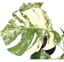 Monstera deliciosa Variegata s charakteristickými listy s panašováním v květináči