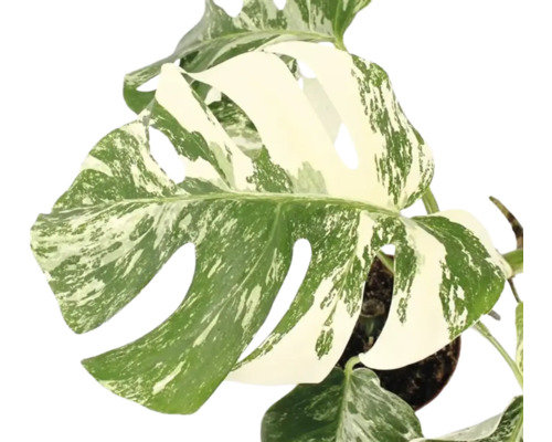 Monstera deliciosa Variegata s charakteristickými listy s panašováním v květináči