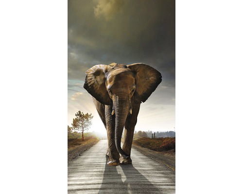 Slon jde po silnici.