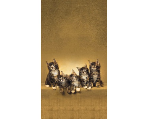 Pět koťat mainské mývalí sedí vedle sebe
