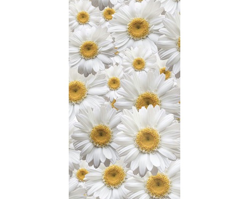 Detailní záběr mnoha sedmikrásek