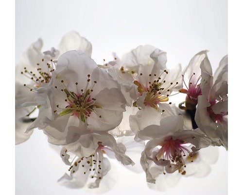 Detailní pohled na bílé květy s růžovými akcenty na větvi