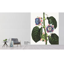 Fototapeta vliesová Passie flora 243x280 cm