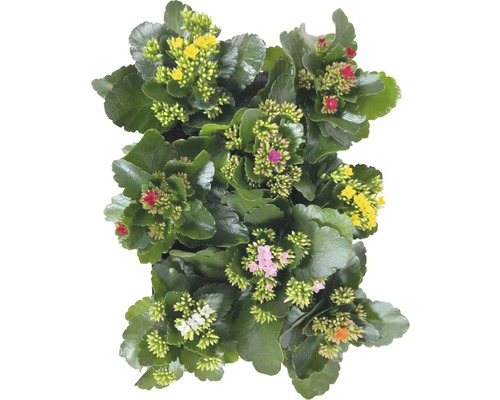 Kalanchoe rostlina s různobarevnými květy