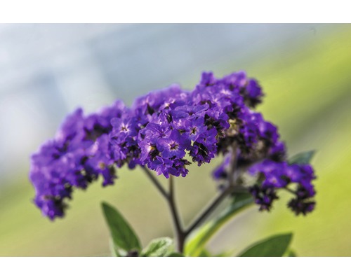 Detailní záběr rostliny otočníku s květy