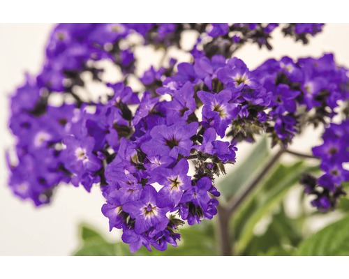 Heliotrop rostlina s květy