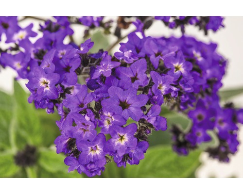 Detail vanilkových květů s fialovými květy