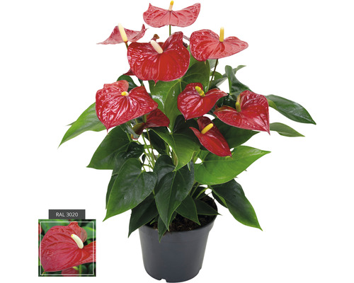 Toulitka, anturie FloraSelf Anthurium andreanum 55-60 cm květináč Ø 17 cm