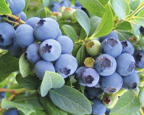 Detailní záběr borůvek na keři