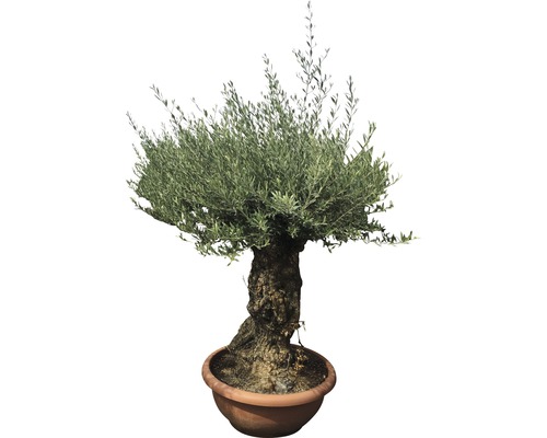 Olivovník v květináči