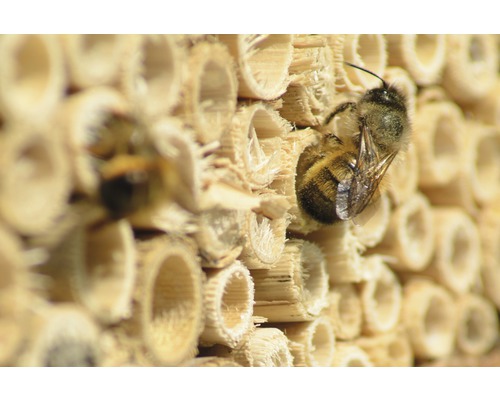 Detailní záběr hmyzího hotelu s divokými včelami