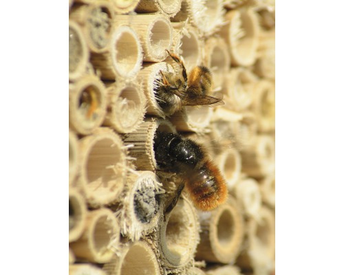 Detailní záběr hmyzího hotelu se dvěma divokými včelami