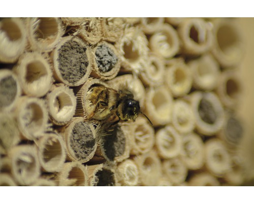 Detailní záběr hmyzu před hmyzím hotelem