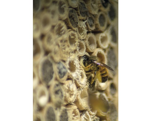 Detailní záběr divoké včely na hmyzím hotelu z bambusových trubek