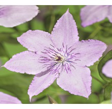 Detail světle fialového květu plaménku