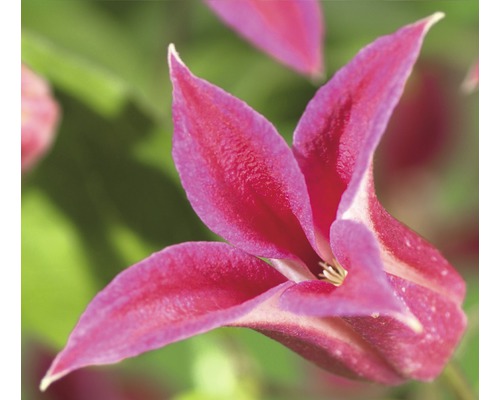 Plamének FloraSelf Clematis kultivar 'Princess Diana' 50-70 cm květináč 2,3 l Detailní záběr květu plaménku