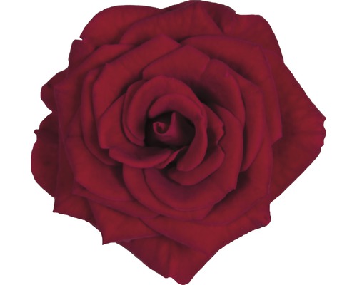 Detail jediná růže