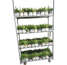Zelená rostlina mix FloraSelf v keramickém obalu Ø 12 cm 1 ks, různé druhy