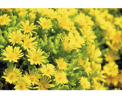 Detailní záběr na Sedoulek s žlutými květy a zelenými listy