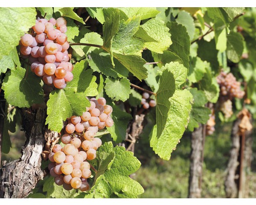 Vinná réva BIO bezsemenná FloraSelf Bio Vitis vinifera 'Vanessa' 60-100 cm květináč 3 l