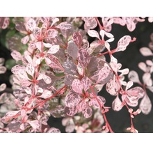 Dřišťál obecný FloraSelf Berberis thunbergii 'Harlequin' výška 20-30 cm květináč 2 l