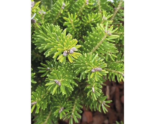 Detailní záběr korejské jedle s jehlicemi