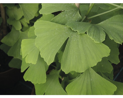 Detail listů Ginkgo biloba