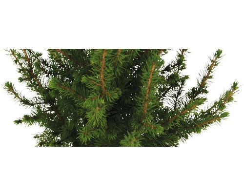 Detailní záběr jedle Nordmannovy