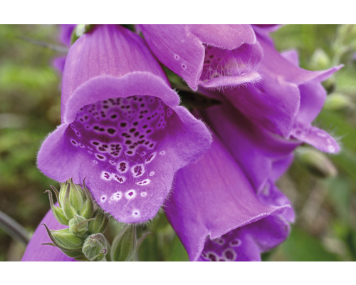 Náprstník červený Digitalis purpurea 'Dalmatian Purple' 5-30 cm květináč 0,5 l Detailní záběr květů náprstníku