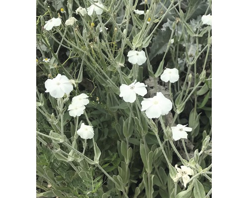 Kohoutek věncový bílý FloraSelf Lychnis coronaria 'Alba' 5-20 cm květináč 0,5 l