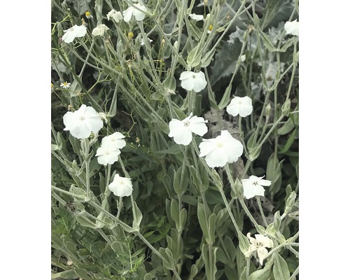 Kohoutek věncový bílý FloraSelf Lychnis coronaria 'Alba' 5-20 cm květináč 0,5 l Květenství s bílými okvětními lístky a zelenými listy