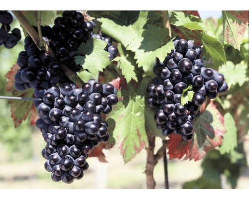 Vinná réva BIO modrá FloraSelf Bio Vitis vinifera 'Nero' 60-100 cm květináč 3 l Hrozny na révě vinné