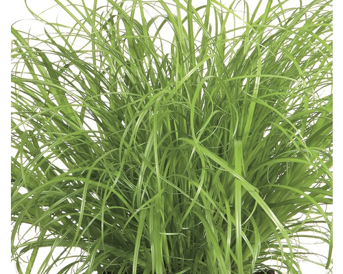 Okrasná tráva v květináči