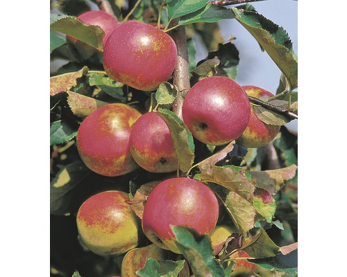 Jabloň sloupovitá BIO FloraSelf Bio Malus domestica 'Red River' 130-150 cm květináč 10 l