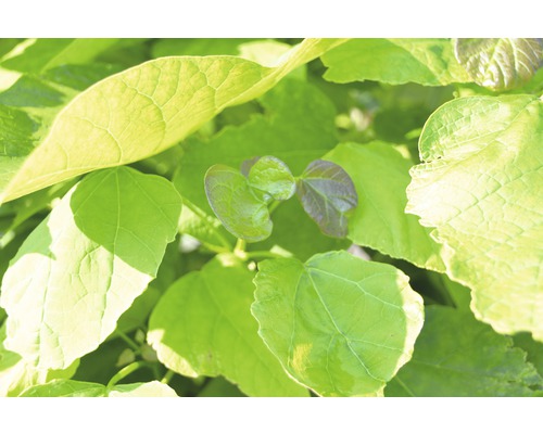 Katalpa trubačovitá 'Nana' FloraSelf výška cca 125 cm květináč 18 l