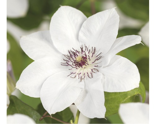 Bílá květina plaménku s tmavými akcenty