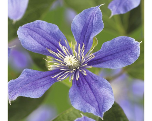 Plamének FloraSelf Clematis kultivar výška 50-60 cm květináč 3 l modrofialový Detail modrého květu plaménku