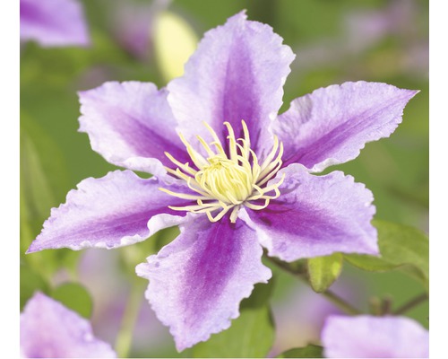 Plamének FloraSelf Clematis kultivar výška 50-60 cm květináč 3 l proužkovaný Detail květu plaménku