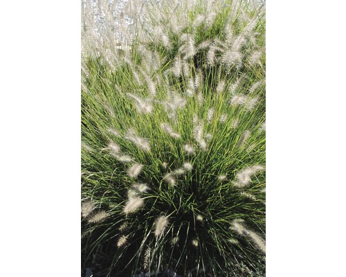 Pennisetum zahradní rostlina na obrázku
