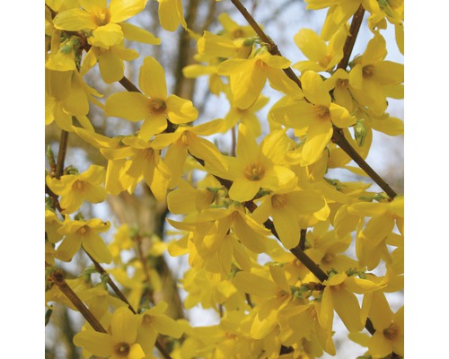 Zlatice prostřední FloraSelf Forsythia intermedia 'Week End'® 80-100 cm květináč 10 l