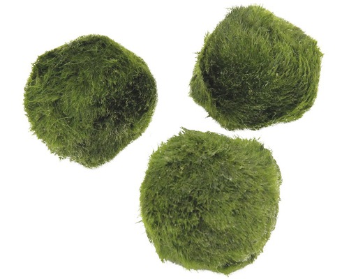 Tři zelené mechové koule do akvária