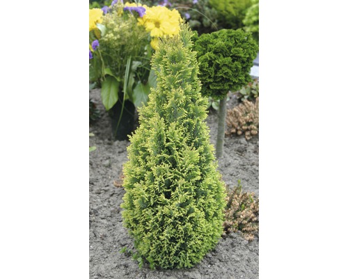 Žlutý kuželovitý zerav v zahradním záhonu