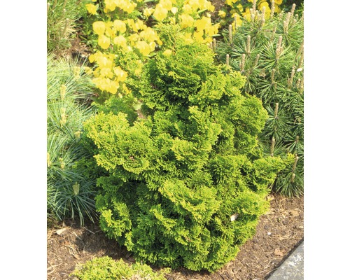 Cypřišek v zahradním záhonu