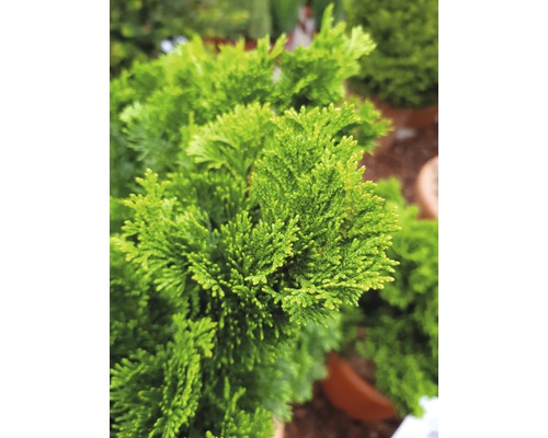 Chamaecyparis obtusa Nana Gracilis rostlina v květináči