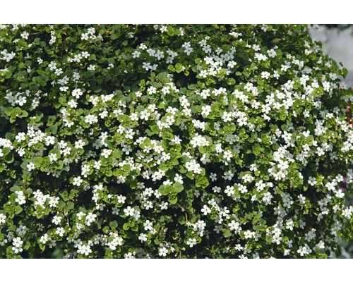 Kvetoucí rostlina Sutera s malými bílými květy a zelenými listy.